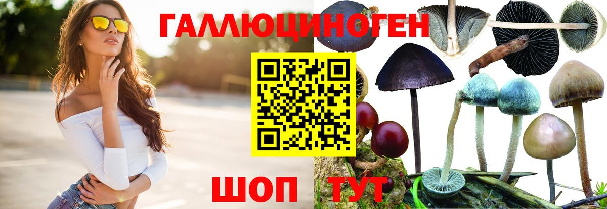 Псилоцибиновые грибы Psilocybine cubensis Барнаул